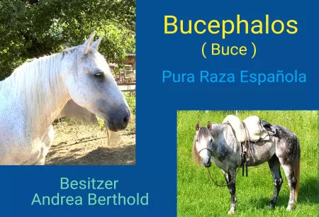 boxenschild pferd Pferde Bucephalos Bild