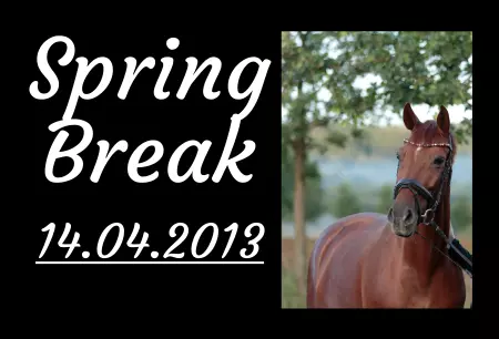 boxenschild pferd Pferde Spring Break Bild
