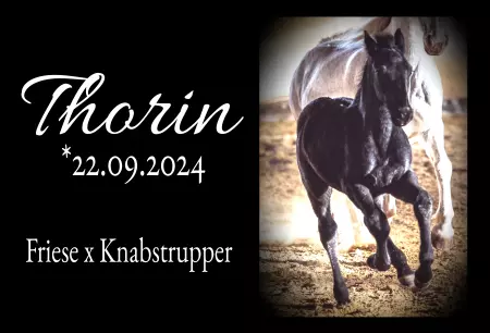 boxenschild pferd Pferde Thorin Bild