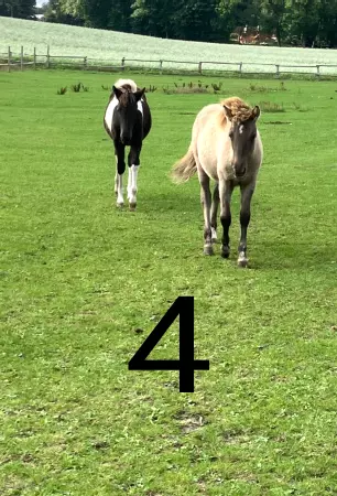 boxenschild pferdPferde 4 Bild