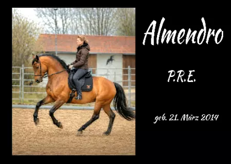 boxenschild pferdPferde Almendro Bild
