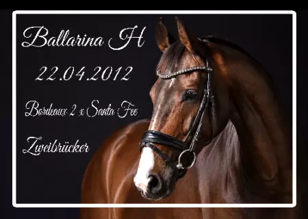 boxenschild pferd Pferde Ballarina Bild