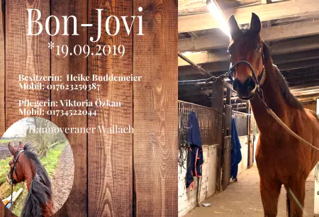 boxenschild pferdPferde Bon-Jovi Bild