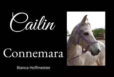 boxenschild pferd Pferde Cailin Bild