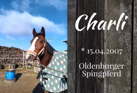 boxenschild pferdPferde Charli Bild