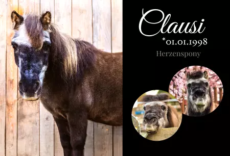 boxenschild pferdPferde Clausi Bild