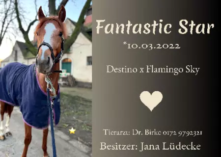 boxenschild pferd Pferde Fantastic Star Bild