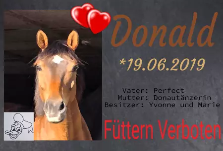 boxenschild pferdPferde Füttern verboten Bild