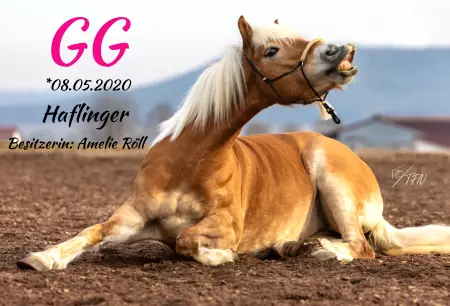 boxenschild pferdPferde GG Bild