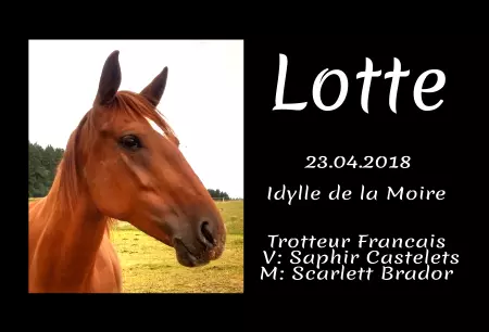 boxenschild pferd Pferde Lotte Bild