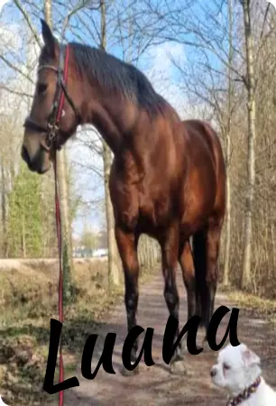 boxenschild pferd Pferde Luana Bild