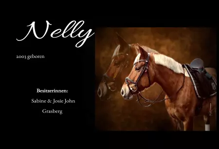 boxenschild pferdPferde Nelly Bild
