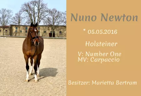 boxenschild pferd Pferde Nuno Newton Bild