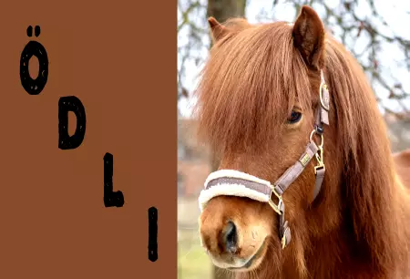 boxenschild pferdPferde Ödli Bild