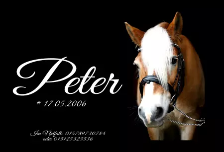 boxenschild pferd Pferde Peter Bild