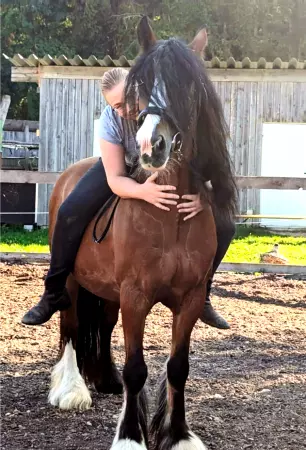 boxenschild pferdPferde Pferd Bild