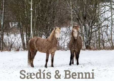 boxenschild pferd Pferde Saedis & Benni Bild