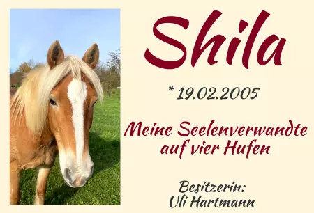 boxenschild pferdPferde Shila - Meine Seelenverwandte Bild