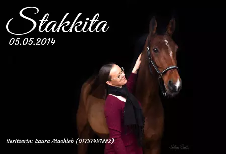 boxenschild pferdPferde Stakkita Bild